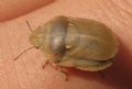 Eurygaster integriceps